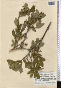 Lonicera hispida Pall. ex Roem. & Schult., Middle Asia, Northern & Central Tian Shan (M4) (Kyrgyzstan)