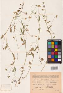 Viola tricolor L., Eastern Europe, Middle Volga region (E8) (Russia)