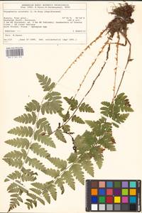 Dryopteris cristata (L.) A. Gray, Eastern Europe, North-Western region (E2) (Russia)