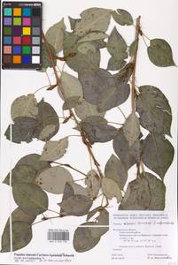 Populus simonii Carrière, Eastern Europe, Central forest-and-steppe region (E6) (Russia)