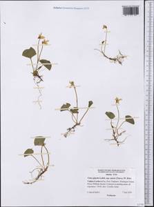 Viola epipsila subsp. repens (Turcz.) W. Becker, America (AMER) (United States)