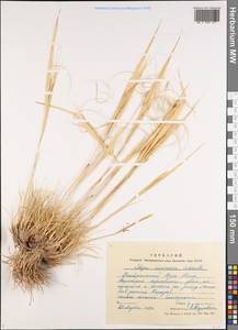 Stipa caucasica Schmalh., Middle Asia, Northern & Central Tian Shan (M4) (Kyrgyzstan)