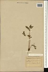 Erodium ciconium, Caucasus, Abkhazia (K4a) (Abkhazia)