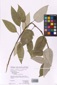 Populus balsamifera L., Eastern Europe, Central region (E4) (Russia)