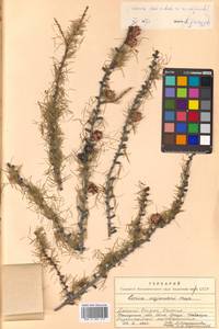 Larix gmelinii (Rupr.) Kuzen., Siberia, Chukotka & Kamchatka (S7) (Russia)