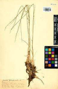 Juncus filiformis L., Siberia, Baikal & Transbaikal region (S4) (Russia)