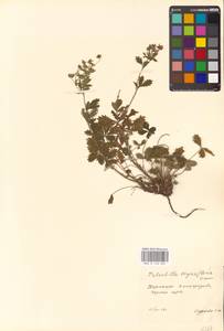 Potentilla collina Wibel, Eastern Europe, West Ukrainian region (E13) (Ukraine)