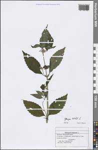 Galeopsis tetrahit L., Eastern Europe, Middle Volga region (E8) (Russia)