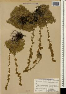 Artemisia alpina Pall. ex Willd., Crimea (KRYM) (Russia)