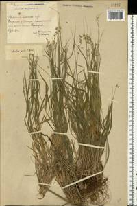 Melica picta K.Koch, Eastern Europe, North Ukrainian region (E11) (Ukraine)