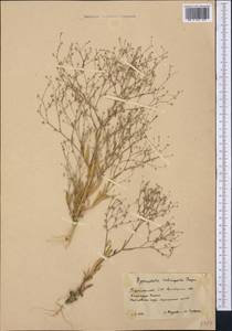 Gypsophila heteropoda Freyn & Sint., Middle Asia, Karakum (M6) (Turkmenistan)