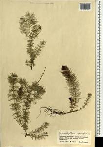 Myriophyllum spicatum L., Mongolia (MONG) (Mongolia)
