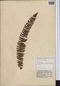 Polystichum lonchitis (L.) Roth, Western Europe (EUR) (Austria)