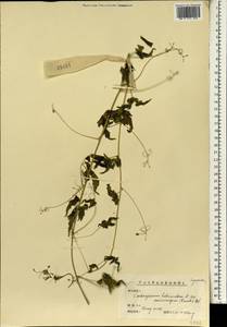 Cardiospermum halicacabum L., South Asia, South Asia (Asia outside ex-Soviet states and Mongolia) (ASIA) (China)