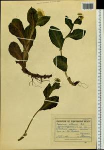 Doronicum altaicum Pall., Siberia, Altai & Sayany Mountains (S2) (Russia)