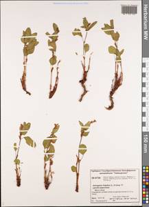 Astragalus frigidus (L.) A.Gray, Siberia, Central Siberia (S3) (Russia)