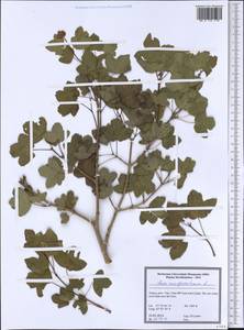 Acer monspessulanum L., South Asia, South Asia (Asia outside ex-Soviet states and Mongolia) (ASIA) (Turkey)