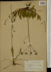 Pilosella leptophyton subsp. leptophyton, Eastern Europe, Central forest region (E5) (Russia)