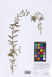 Euonymus nanus M. Bieb., Eastern Europe, North-Western region (E2) (Russia)