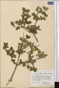 Lonicera altmannii Regel & Schmalh., Middle Asia, Western Tian Shan & Karatau (M3) (Uzbekistan)