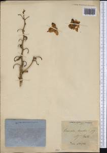 Bromelia karatas L., America (AMER) (Haiti)