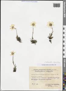 Arctanthemum integrifolium (Richardson) Tzvelev, Siberia, Chukotka & Kamchatka (S7) (Russia)