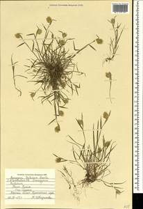 Eremopyrum triticeum (Gaertn.) Nevski, Crimea (KRYM) (Russia)