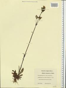Viscaria vulgaris Röhling, Eastern Europe, Central forest region (E5) (Russia)