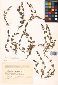 MHA 0 160 725, Veronica serpyllifolia L., Eastern Europe, Lower Volga region (E9) (Russia)