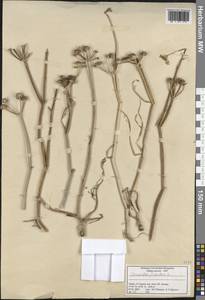 Oenanthe fistulosa L., South Asia, South Asia (Asia outside ex-Soviet states and Mongolia) (ASIA) (Turkey)