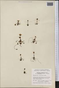 Saxifraga platysepala (Trautv.) Tolm., America (AMER) (Canada)