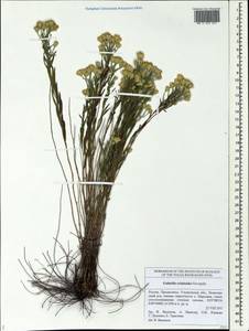 Galatella crinitoides Novopokr., Eastern Europe, Middle Volga region (E8) (Russia)