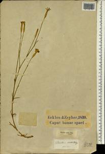 Dianthus thunbergii Hooper, Africa (AFR) (South Africa)