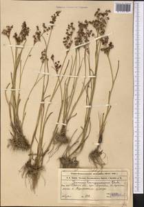 Juncus articulatus L., Middle Asia, Western Tian Shan & Karatau (M3) (Kazakhstan)