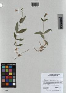KUZ 004 511, Cerastium pauciflorum Stev. ex Ser., Siberia, Altai & Sayany Mountains (S2) (Russia)
