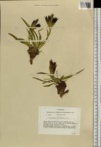 Gentiana decumbens L. fil., Siberia, Altai & Sayany Mountains (S2) (Russia)