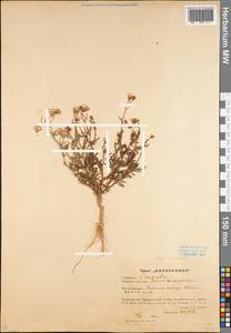 Senecio coronopifolius Burm.f., Eastern Europe, Lower Volga region (E9) (Russia)