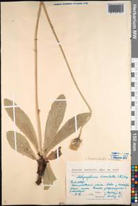 Trommsdorffia maculata (L.) Bernh., Siberia, Baikal & Transbaikal region (S4) (Russia)