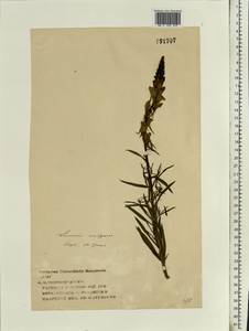 Linaria vulgaris Mill., Eastern Europe, Volga-Kama region (E7) (Russia)