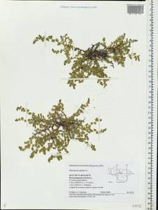 Herniaria glabra L., Eastern Europe, Central region (E4) (Russia)