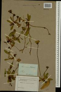 Pilosella officinarum Vaill., Eastern Europe, North-Western region (E2) (Russia)