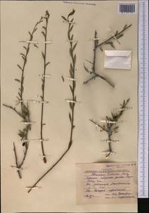 Rhamnus erythroxyloides subsp. sintenisii (Rech. fil.) D.J. Mabberley, Middle Asia, Karakum (M6) (Turkmenistan)
