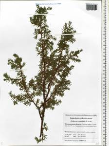 Juniperus communis L., Eastern Europe, Northern region (E1) (Russia)