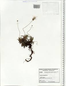 Dryas integrifolia subsp. crenulata (Juz.) Scoggan, Siberia, Central Siberia (S3) (Russia)