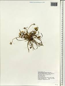 Taraxacum glaucanthum (Ledeb.) Nakai ex Koidz., Mongolia (MONG) (Mongolia)