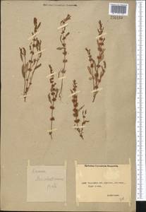 Rumex marschallianus Rchb., Middle Asia, Northern & Central Kazakhstan (M10) (Kazakhstan)