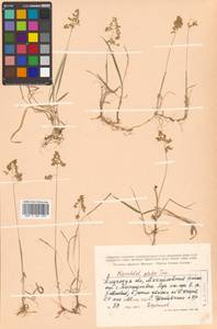 Anthoxanthum glabrum (Trin.) Veldkamp, Siberia, Russian Far East (S6) (Russia)