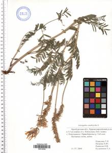 Astragalus onobrychis L., Eastern Europe, Eastern region (E10) (Russia)