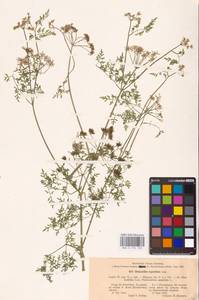 Oenanthe aquatica (L.) Poir., Eastern Europe, North-Western region (E2) (Russia)