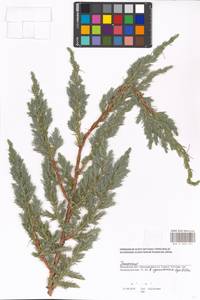 Juniperus, Eastern Europe, Moscow region (E4a) (Russia)